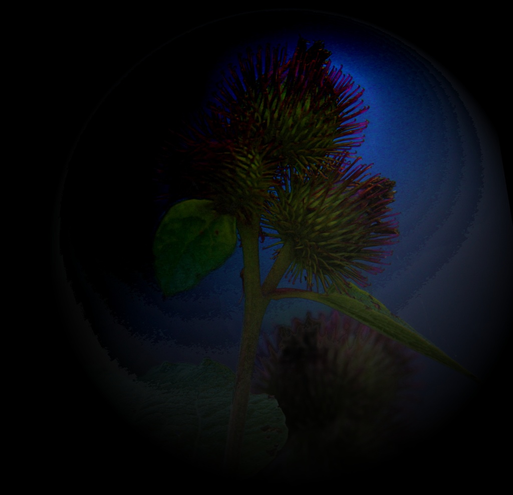 Thistle In The Moonlight by digitalrn