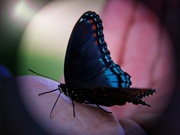 25th Aug 2013 - My First Butterfly Post For The Year