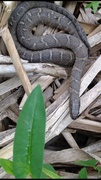 23rd Aug 2013 - water snake