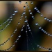 Spiders Crystels..  by julzmaioro