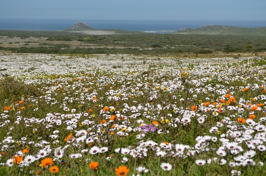 Carpet of Flowers by salza