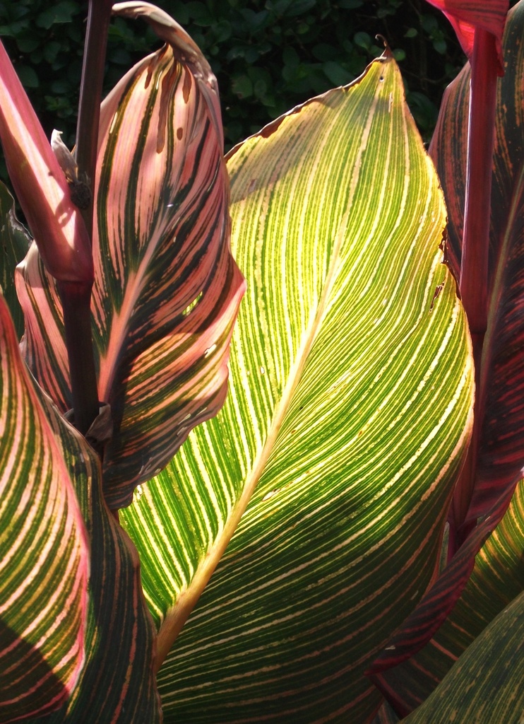 Canna Lily Leaves by fishers