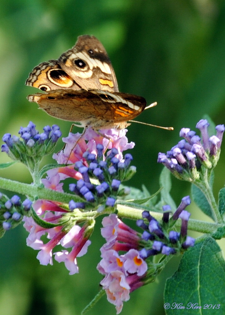 Buckeye Butterfly by genealogygenie