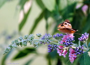 31st Jul 2013 - Buckeye Butterfly 2