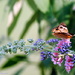 Buckeye Butterfly 2 by genealogygenie