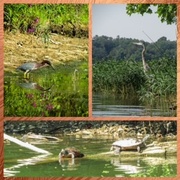 26th Aug 2013 - Visitors of the Lake