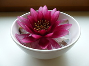25th Aug 2013 - Waterlily