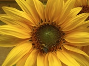 26th Aug 2013 - Sunny sunflower!