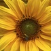 Sunny sunflower! by nicolaeastwood