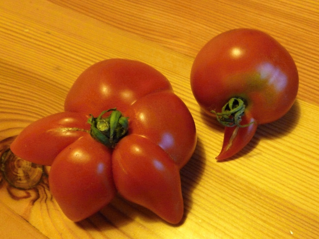 Crazy tomatoes by gabis