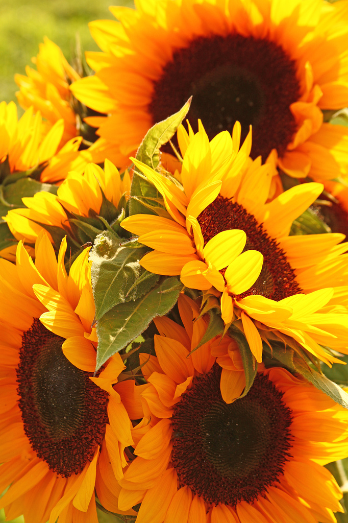Sunset sunflowers by angelar