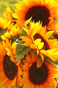 25th Aug 2013 - Sunset sunflowers