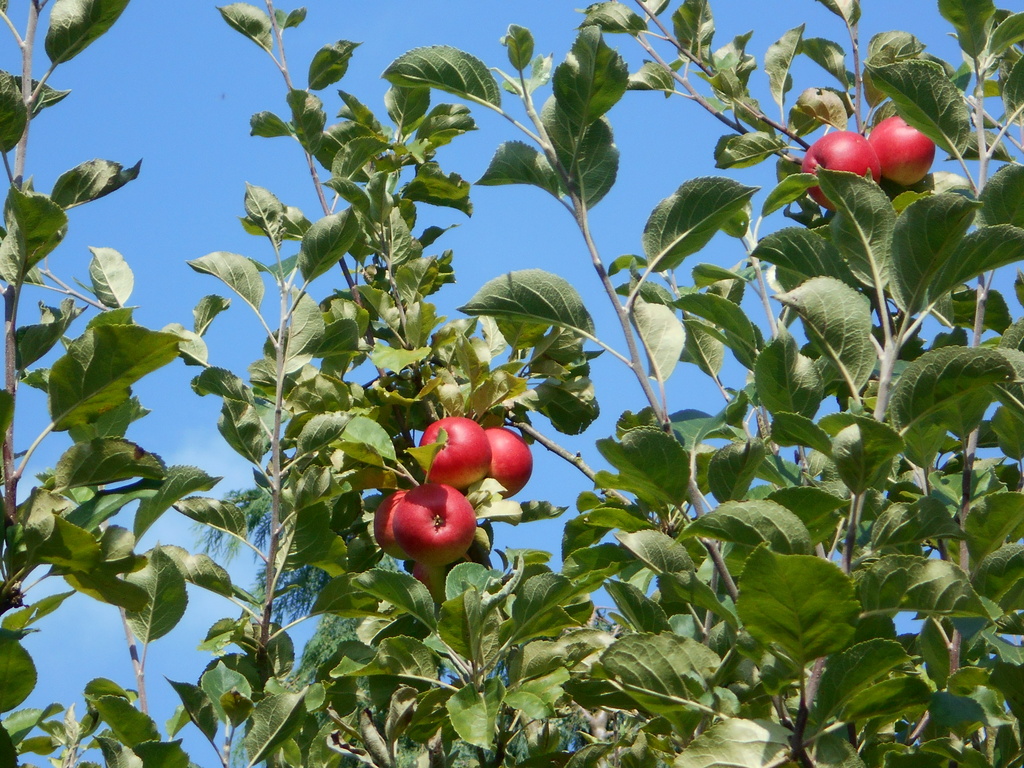 Rosy red apple's .. by snowy