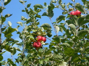 22nd Aug 2013 - Rosy red apple's ..