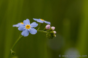 26th Aug 2013 - Water Forget-Me-Not
