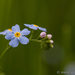 Water Forget-Me-Not by leonbuys83