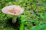 21st Aug 2013 - Mushroom