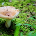 Mushroom by rayas
