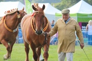 26th Aug 2013 - At the Fenland Show