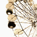 Ferris wheel by susale