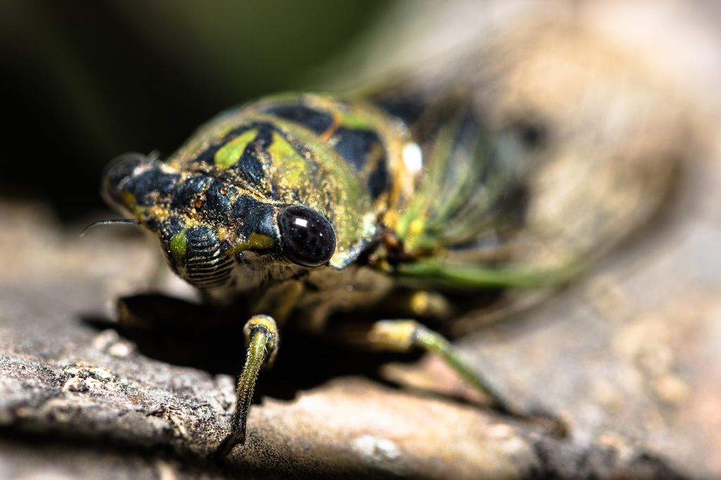 Cicada by aecasey