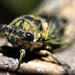 Cicada by aecasey