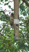 24th Aug 2013 - Woodpecker