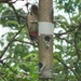 Woodpecker by lellie