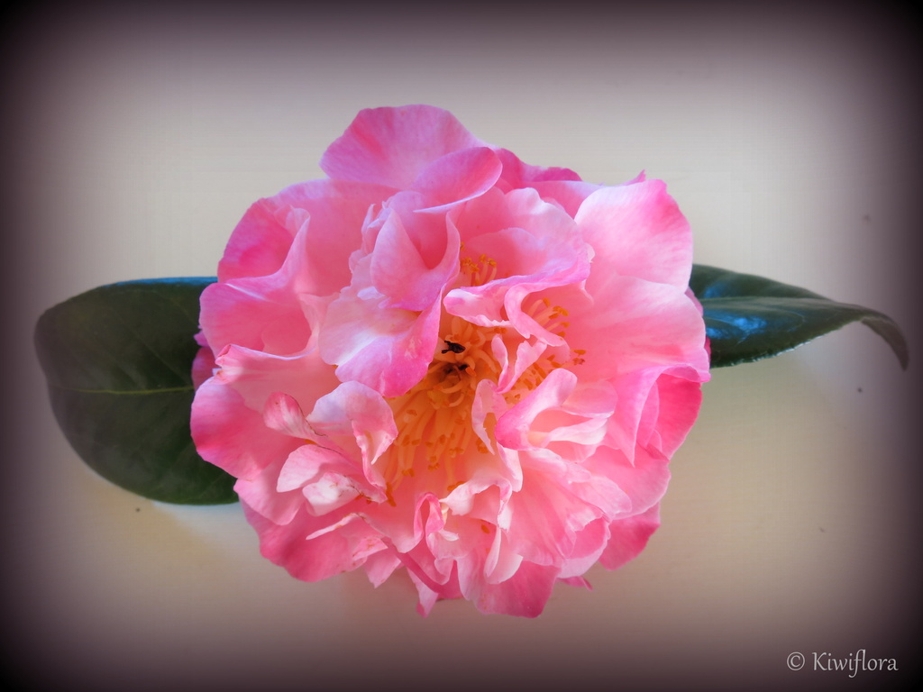 Camellia 'Nuccio's Jewel' by kiwiflora