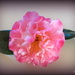 Camellia 'Nuccio's Jewel' by kiwiflora