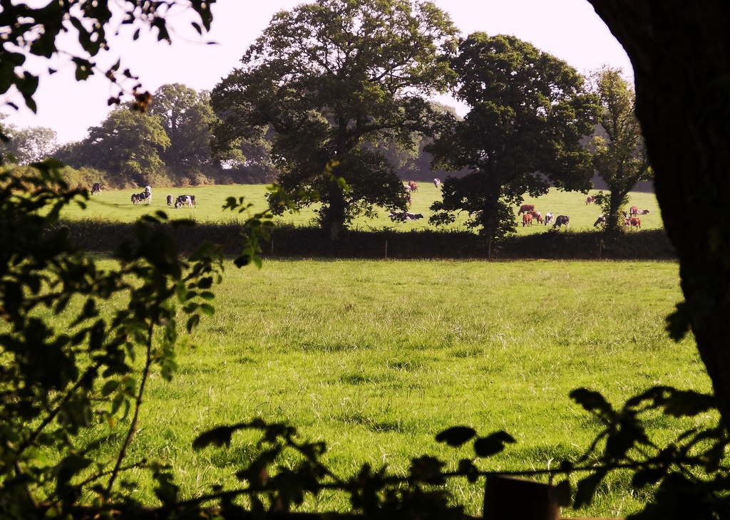 Cows in the morning - 26-8 by barrowlane
