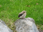 14th Aug 2013 -  Spotted Flycatcher Chick