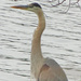 He really is Great! The Great Blue Heron by tanda