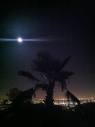 21st Aug 2013 - Palm Tree Moon Bathing over LA