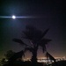 Palm Tree Moon Bathing over LA by jnadonza