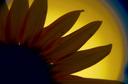 26th Aug 2013 - Sunflower Restyle