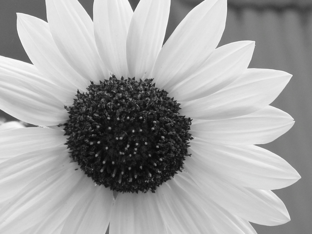 White Sunflower by houser934
