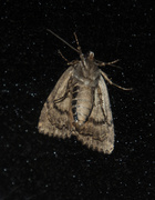 26th Aug 2013 - Moth From Below