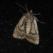 Moth From Below by dakotakid35