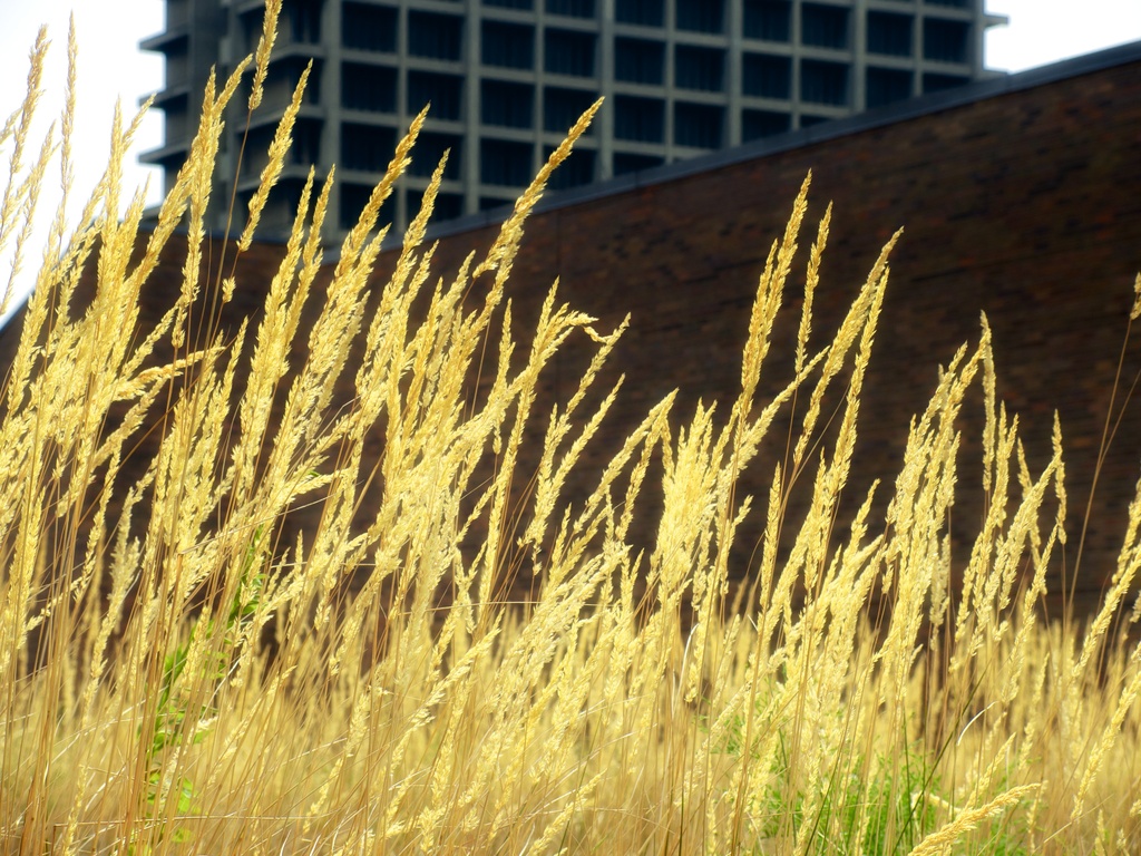 Grasses in the Urban Mountains by taffy