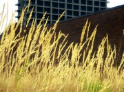 26th Aug 2013 - Grasses in the Urban Mountains