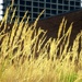 Grasses in the Urban Mountains by taffy