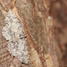 Gray moth by rhoing