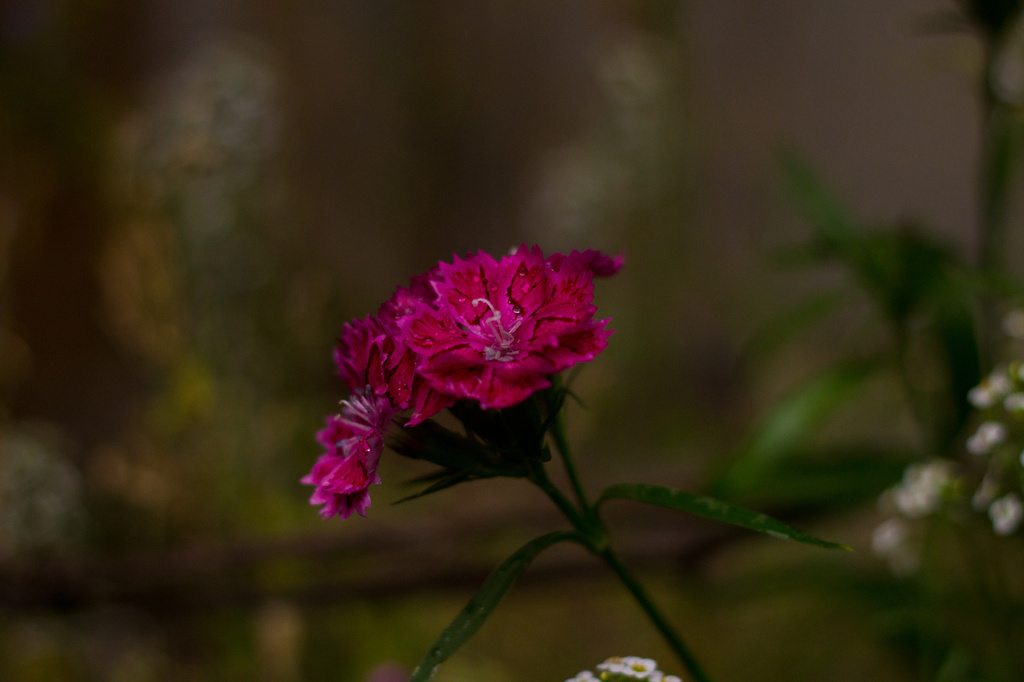 Sweet William 2 by nanderson