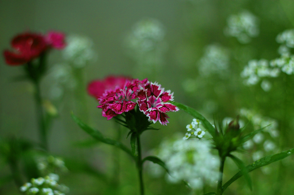 Sweet William 1 by nanderson