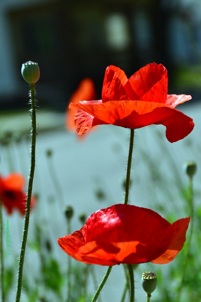 red poppies by summerfield