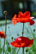 26th Aug 2013 - red poppies