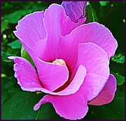 26th Aug 2013 - Rose of Sharon 