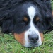 Bernese Mountain dog..... by anne2013