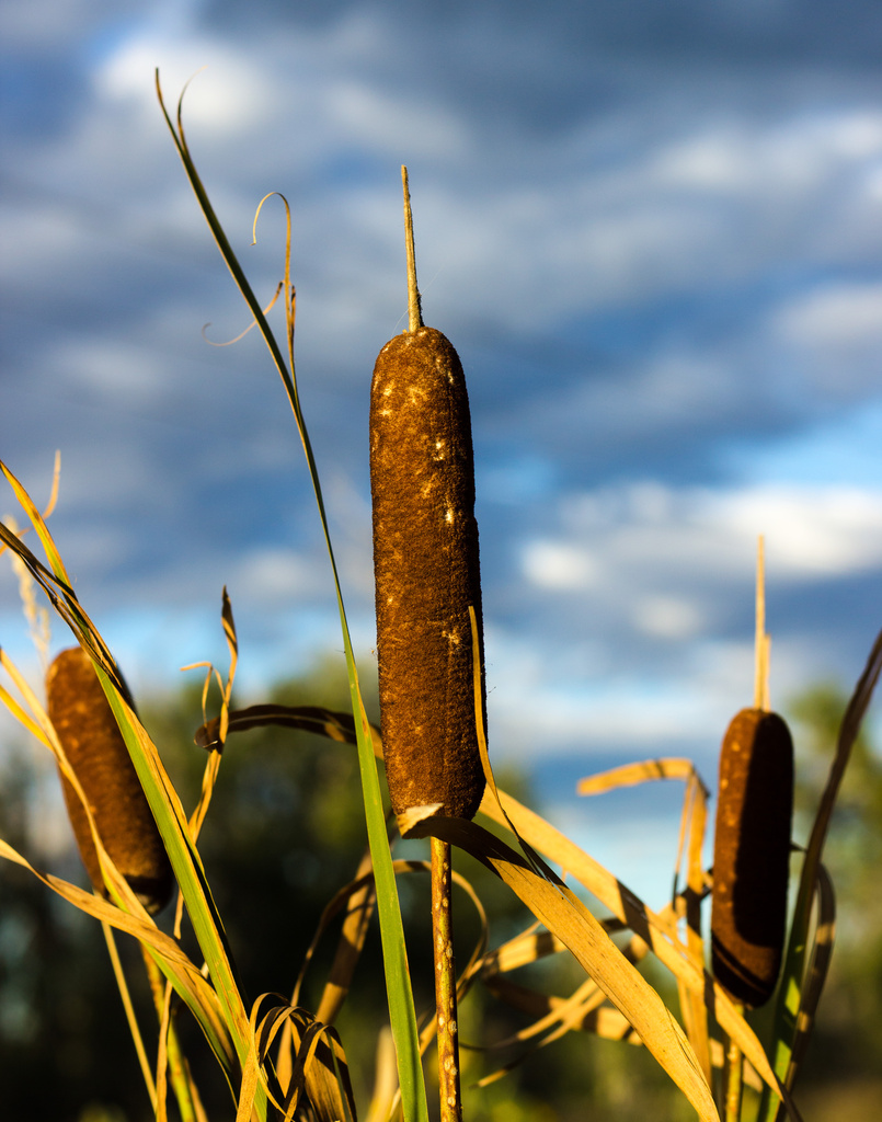 cattails by aecasey